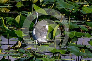 A Beautiful Great White Egret Landing in Lake