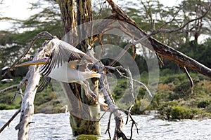 Beautiful great white Pelican flying near the tree