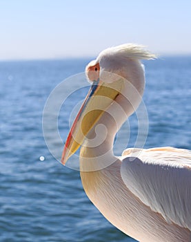 Beautiful great white pelican head looking out to sea