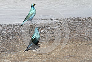 Beautiful Greater Blue-eared Starlings