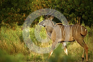 Beautiful Greater Kudu Bull