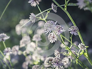 Beautiful Greater masterwort blooming in shady garden, closeup