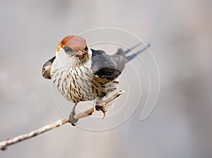 Beautiful greater striped swallow