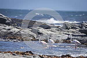 Beautiful Greather flamingos, Phoenicopterus roseus, in Luderitz, Namibia