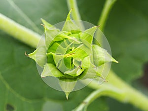 Beautiful Greed Bud Sunflower