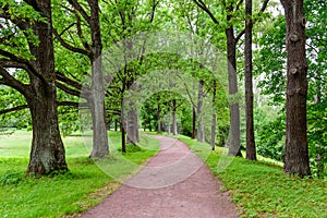 Beautiful green alley in the Park