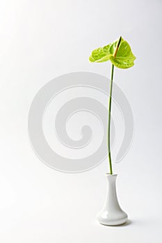 Beautiful green anthurium flower in vase