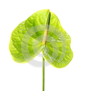 Beautiful green anthurium flower