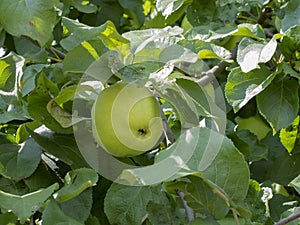 Beautiful green apple is growing on the tree