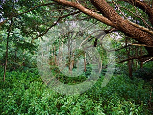 Beautiful green area of a forest Denmark