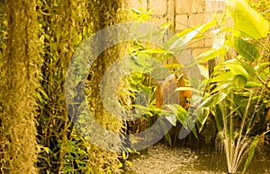 Beautiful green back yard garden with small pond decorated with earthen water blowing fish and fountain. Architecture, decoration.