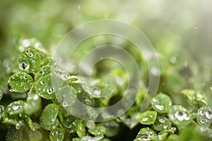 Beautiful green background with lawn clerical leaves after rain. Raindrops on green leaves on a blurry green spring