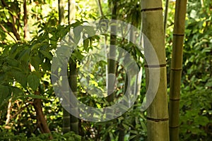 Beautiful green bamboo plants growing in forest, closeup