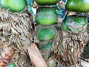 Beautiful green bamboo tree roots.