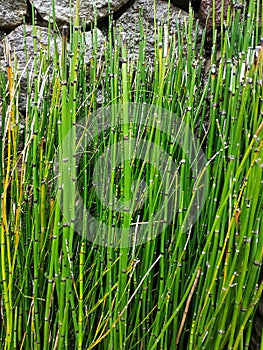 Beautiful Green bamboo water background and wall stone