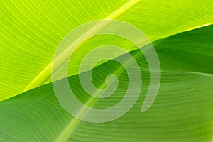 beautiful green banana leaf backlit sun texture background pattern