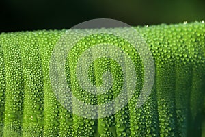 Beautiful Green Banana Leaf with Water Drops