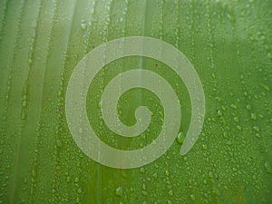 Beautiful Green Banana Leaf with Water Drops.