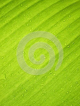 Beautiful Green Banana Leaf with Water Drops