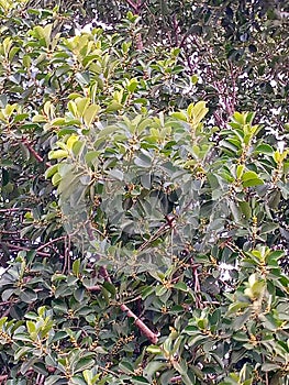 Beautiful green Banian tree