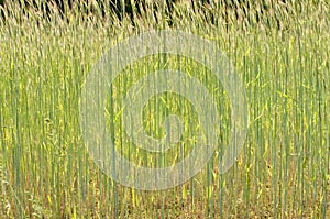 Beautiful green barley field in summer time