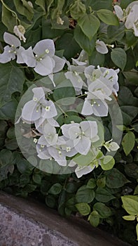 Beautiful green beckground and white flowers photo