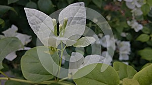 Beautiful green beckground and white flowers photo