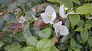 Beautiful green beckground and white flowers photo