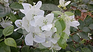 Beautiful green beckground and white flowers photo