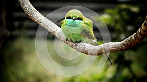 Beautiful Green bee eater