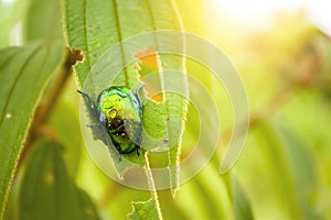 Beautiful Green beetle on Green leaf Blur background