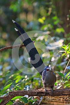 Beautiful of Green billed Malkoha in nature