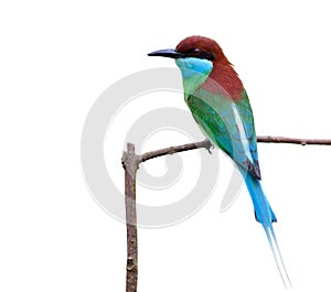 Beautiful green bird with blue chin black face red head and long tail perching on wooden branch isoloated on white background