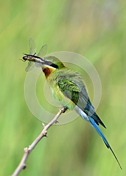 Beautiful green bird with long blue tails and puffy feathers per