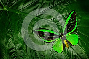 Beautiful green and black butterfly. Ornithoptera euphorion, the Cairns birdwing, sitting on green leaves, north-eastern Australia photo