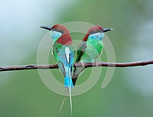 Beautiful green and blue birds having red head on the perch