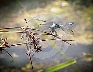 A beautiful green blue Dragon Fly in the reeds on the Roanoke River in Roanoke Virginia.