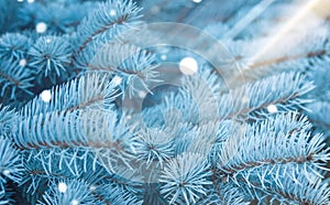 Beautiful green blue Fir Tree branches background with bokeh. Christmas and Winter concept. Soft focus