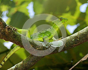 Beautiful green and blue lizard on a branch