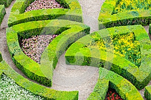 Beautiful green boxwood garden pruned into shapes.