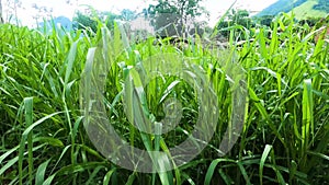 Beautiful green brachiaria grass pasture. Brachiaria decumbens. green grass closeup for animals, dairy cows and beef oxen