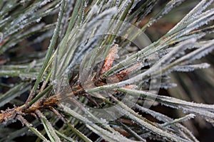 Beautiful green branch of the pine with young cones covered snow and hoarfrost. Close up