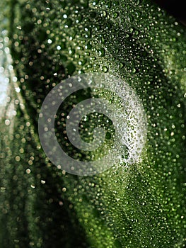 Beautiful green bright Monstera deliciosa leaf also known as Swiss cheese plant with water drops indoors, contrast light