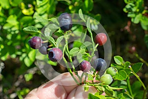 Beautiful green Bush blueberries beginning to ripen berries growing