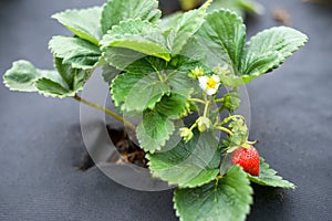 beautiful green bushes of strawberries on Agro Textiles, Agrotextiles