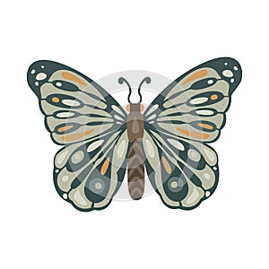 Beautiful, green butterflie isolated on white background Vector illustration