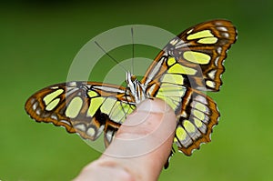 A beautiful green butterfly perched on a finger