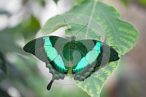 Beautiful green butterfly sitting on a green leaf