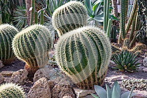 Krásný zelený kaktus malý kaktusy na. botanika zahrada 