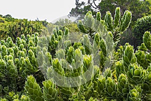 Beautiful green cactus flowers plants in Kirstenbosch